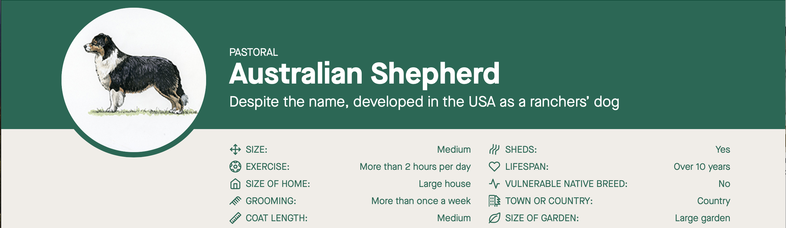 Infographic on Australian Shepherd Breed