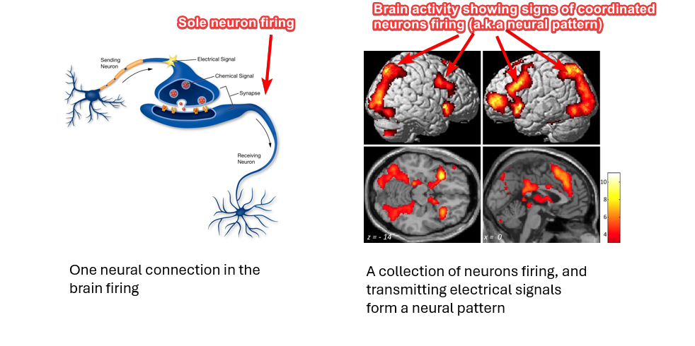 image showing a single neuron and a representation of neural pattern in a brain imaging activity